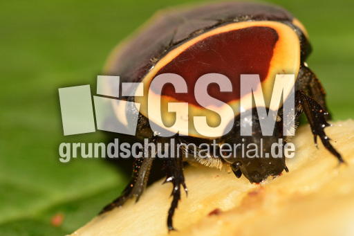 Kongo-Rosenkäfer (9).jpg